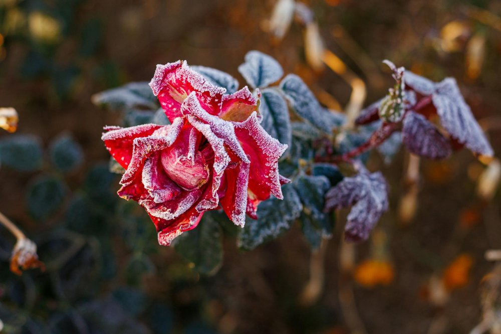 See frost flowers