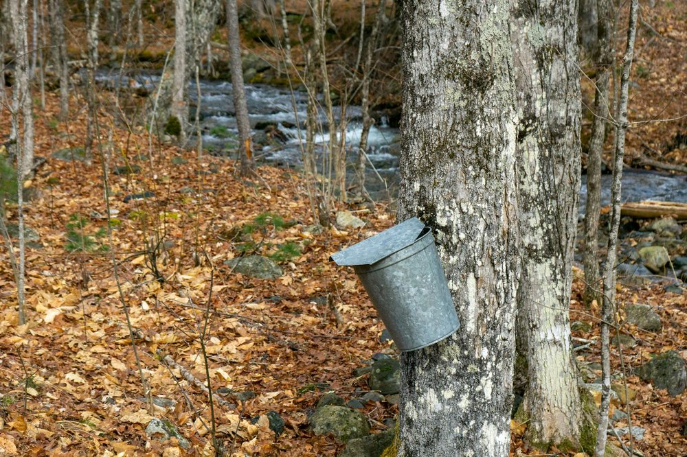 Tap a maple tree