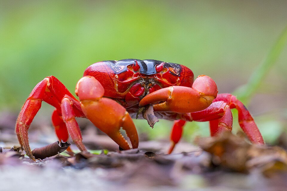 See the Red Crab Migration in Christmas Island Austalia