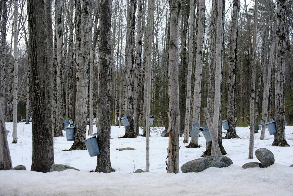 Tap maple trees to make syrup